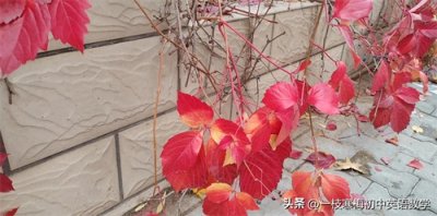 ​七上英语语法丨There be 句型的用法！