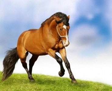 这些妙趣横生与马相关的俗语,您知多少?