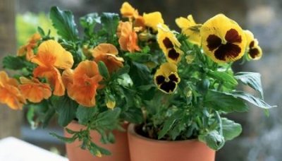 客厅艺术架什么样的客厅花架好看,摆放要注意什么吗?