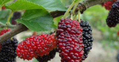 怎样区分硫磺桑葚干,孕妇可以吃桑葚干吗