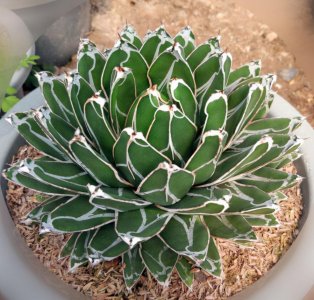 不开花的植物有哪些(耐旱又好养的不开花绿植品种)