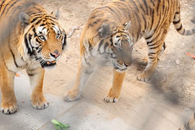 北京大兴野生动物园游玩路线地图（北京野生动物园）(3)