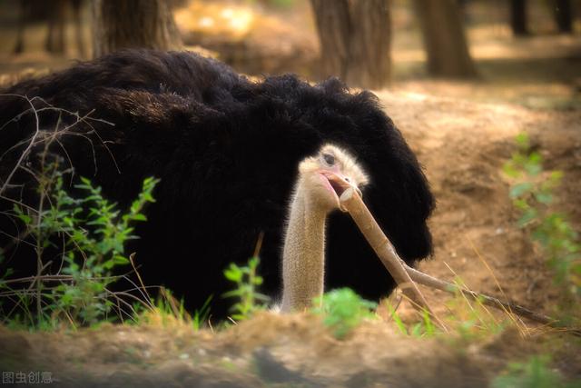 北京大兴野生动物园游玩路线地图（北京野生动物园）(8)