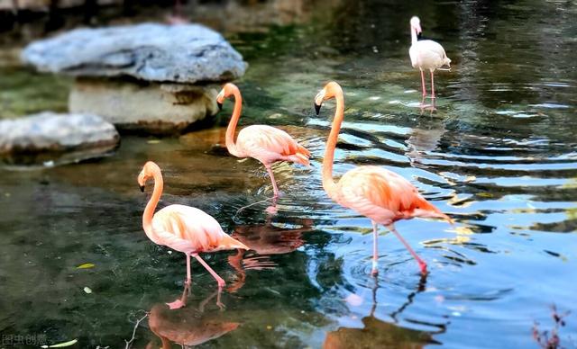 北京大兴野生动物园游玩路线地图（北京野生动物园）(7)