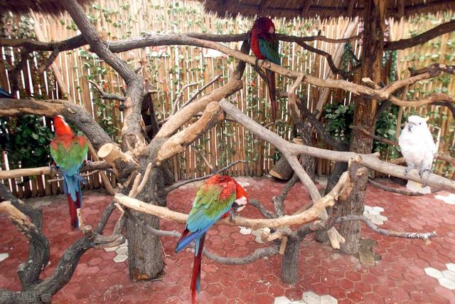 北京大兴野生动物园游玩路线地图（北京野生动物园）(6)