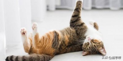 ​公猫发情怎么办？5种方法缓解症状