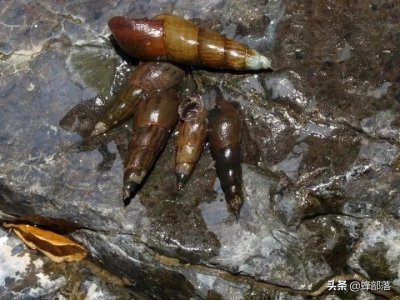 ​钉螺是淡水还是海水（钉螺生长在海水还是淡水里边）