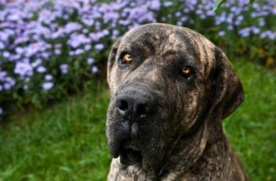 ​莱德是怎么收养狗狗的莱德是怎么救六只小狗的