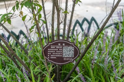 ​郁李的繁殖方法