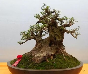 ​螨虫最怕什么植物图片（家里养3种植物能够杀菌除螨虫）