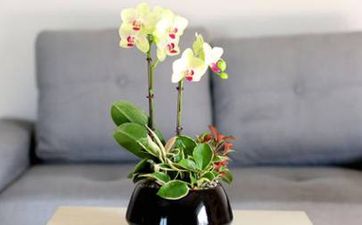 正月初七吃面条有什么说法 吃面条要注意什么