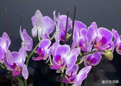 ​蝴蝶兰多久浇一次水,怎么浇？