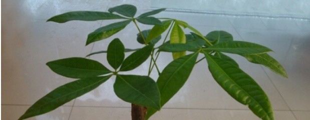 水培发财树怎么养(水培发财树的养殖教程)