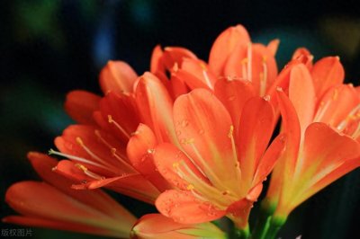 ​君子兰移盆后的浇水技巧