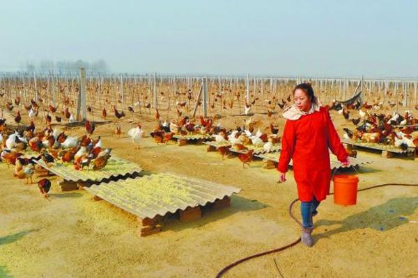 农庄和家庭农场有什么区别(什么叫家庭农场)(8)