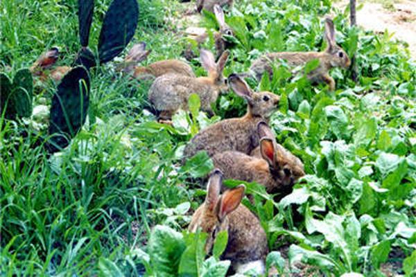 农庄和家庭农场有什么区别(什么叫家庭农场)(10)