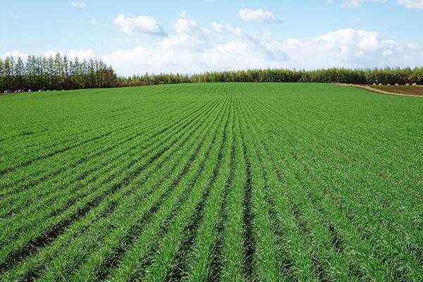 农庄和家庭农场有什么区别(什么叫家庭农场)(4)