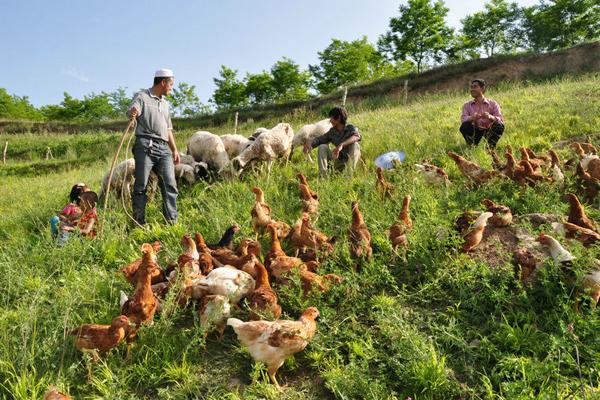 农庄和家庭农场有什么区别(什么叫家庭农场)(3)