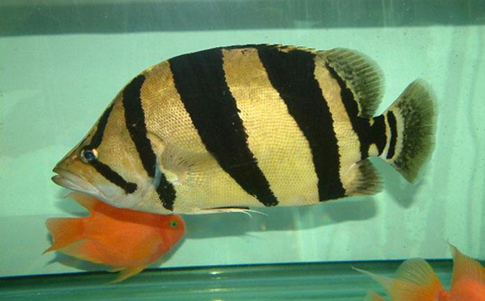 虎鱼饲养方法详解(虎鱼吃什么)