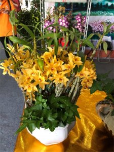 石斛冬天会冻死吗,如何过冬