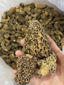 羊肚菌产地(羊肚菌产地介绍)