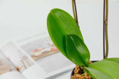 蝴蝶兰开花时能施肥吗,蝴蝶兰开花后花剑怎么处理