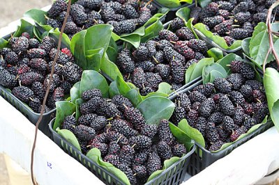 桑葚的功效与作用 现在才知道,桑椹是一种对于身体非常有利的食品!