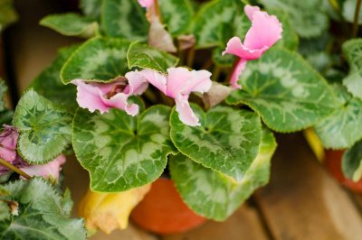 ​新买的仙客来怎么养，冬天怎么浇水