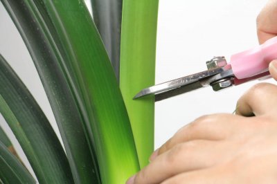 ​君子兰叶子用什么擦好