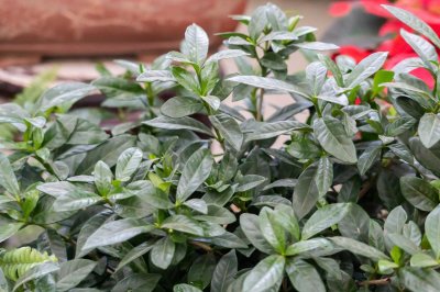 ​栀子花什么时候扦插