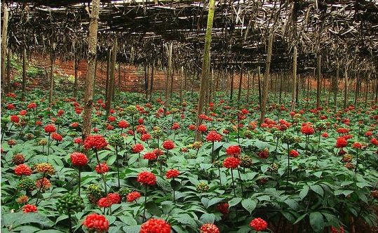 云南特产有哪些,云南特产都有哪些东西图5