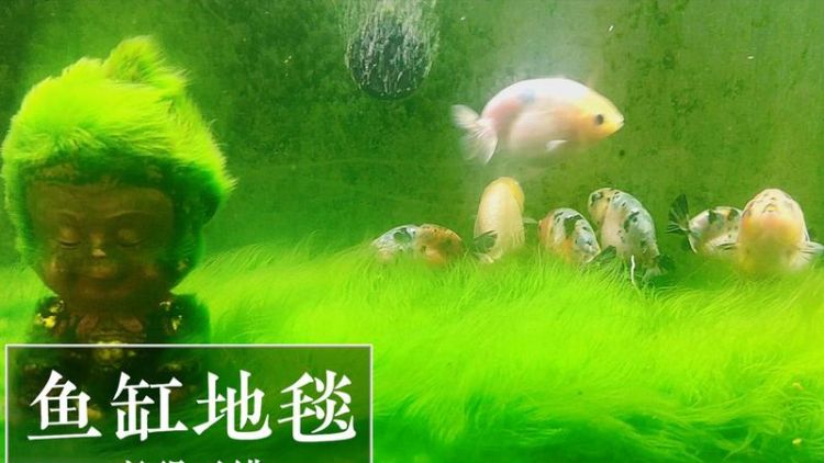 鱼缸有青苔用什么过滤