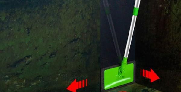 鱼缸起青苔的解决办法,鱼缸长“青苔”怎么办?图2