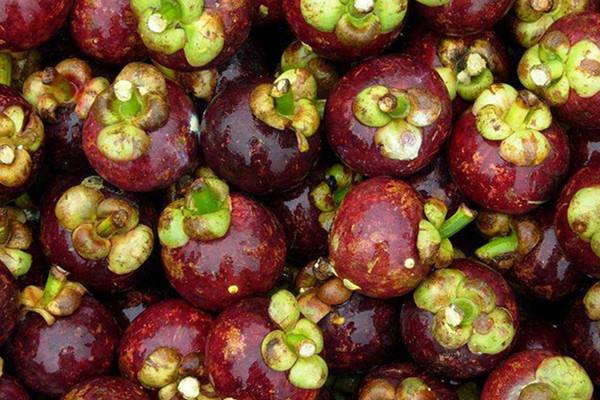 山竹可以和龙眼一起吃吗 山竹的吃法