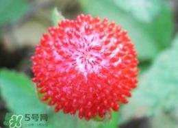 蛇莓有毒吗?蛇莓有没有毒 蛇莓有毒吗?蛇莓有没有毒