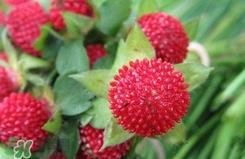 蛇莓有毒吗?蛇莓有没有毒 蛇莓有毒吗?蛇莓有没有毒