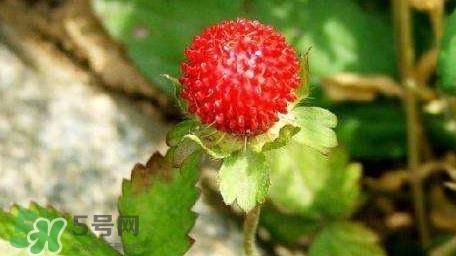 蛇莓有毒吗?蛇莓有没有毒 蛇莓有毒吗?蛇莓有没有毒