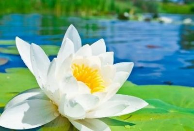 ​叶子环保除甲醛怎么样叶子环保除甲醛可靠吗？