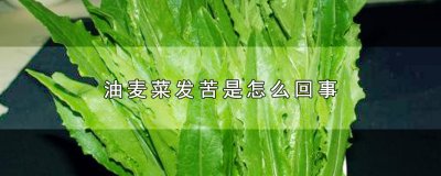​油麦菜发苦是怎么回事