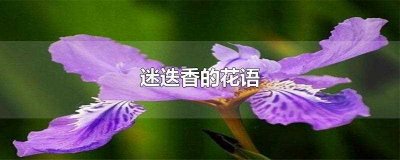 ​迷迭香的花语(迷迭香的花语是什么呢)