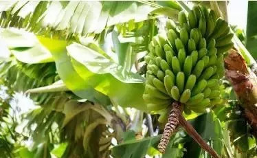 香蕉的种子是什么(关于香蕉的小知识分享)