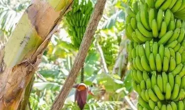 香蕉的种子是什么(关于香蕉的小知识分享)