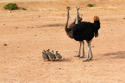 ostrich-3468447__340.jpg