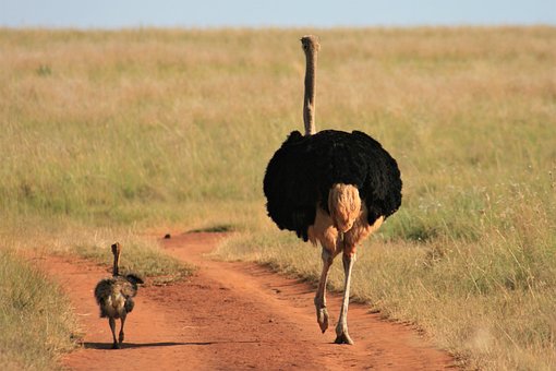 ostrich-4828594__340.jpg