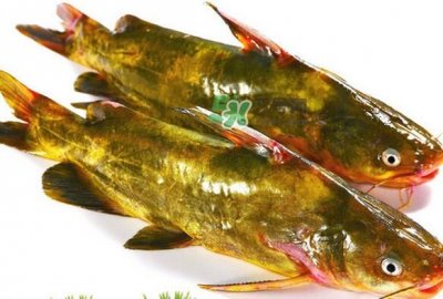 ​黄刺鱼死了能吃吗？黄刺鱼不能与什么同食