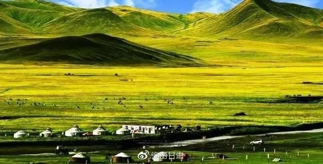 格桑花草原——怜取眼前人