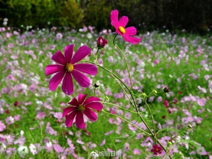 格桑花草原——怜取眼前人
