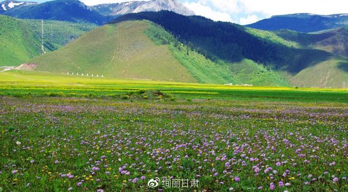 格桑花草原——怜取眼前人