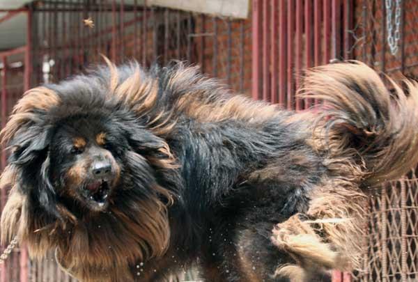 狗狗中的战斗机，藏獒中的天子——鬼藏