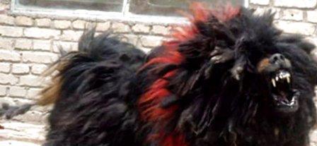 狗狗中的战斗机，藏獒中的天子——鬼藏